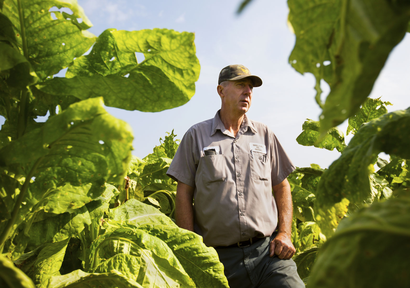 LP tobacco farm 082418 002.JPG